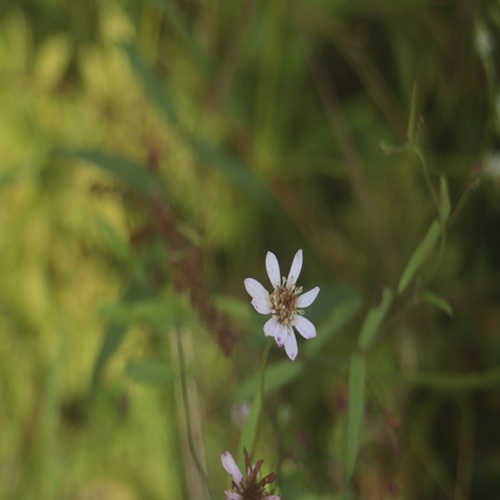 サワシロギクの花