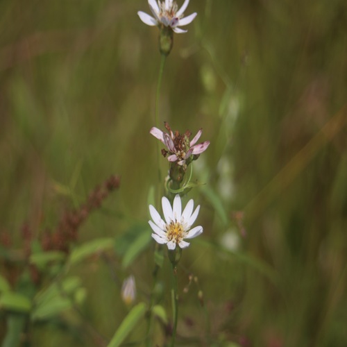サワシロギクの花