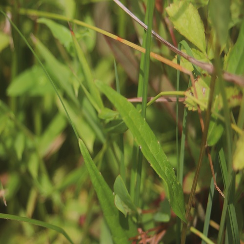 サワシロギクの葉