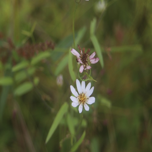 サワシロギクの花