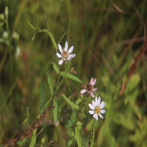 サワシロギクの花