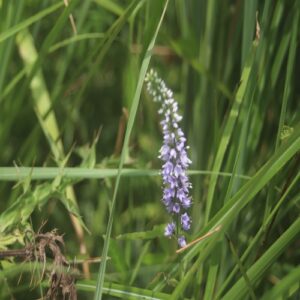 ヒメトラノオの花
