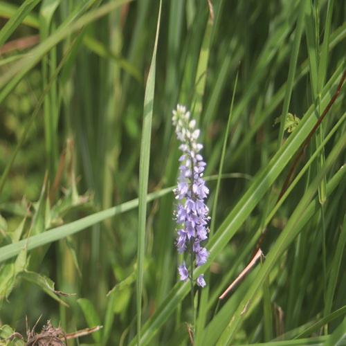 ヒメトラノオの花
