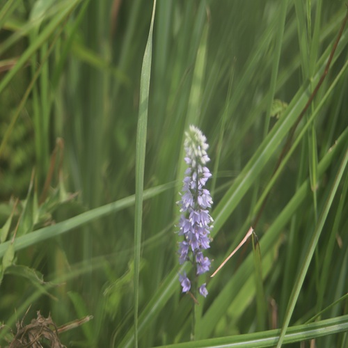 ヒメトラノオの花