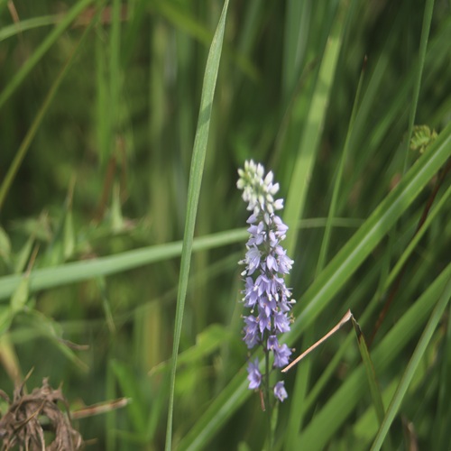 ヒメトラノオの花