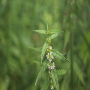 ヒメシロネの花