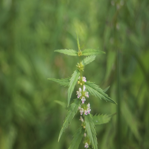 ヒメシロネの花