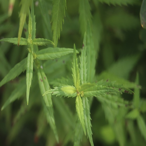 ヒメシロネの葉