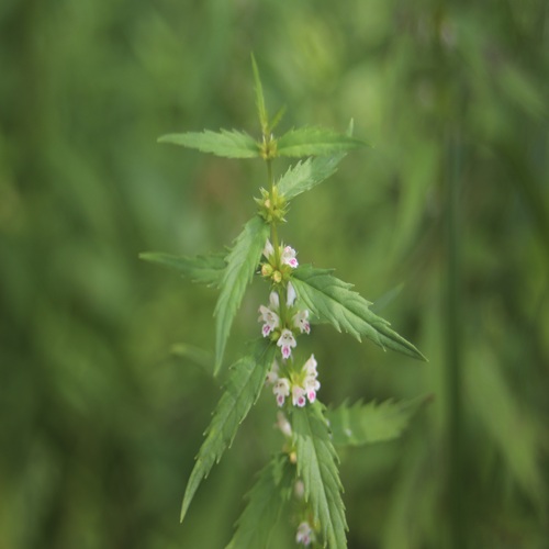 ヒメシロネの花