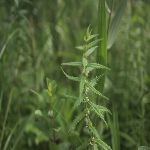ヒメシロネの全体像