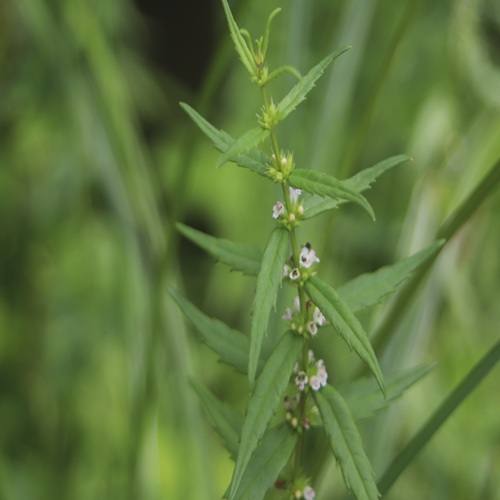 ヒメシロネの花