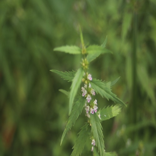 ヒメシロネの花