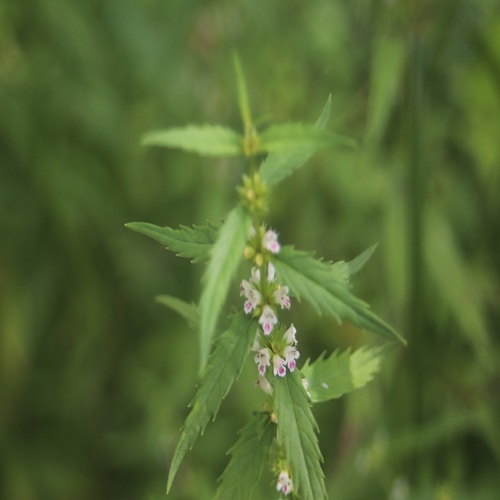 ヒメシロネの花