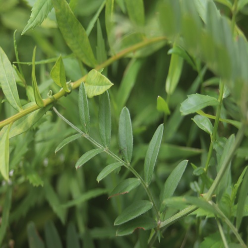ツルフジバカマの葉