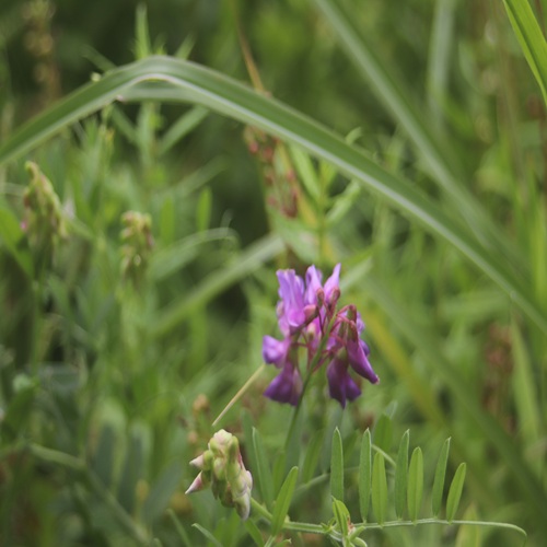 ツルフジバカマの花