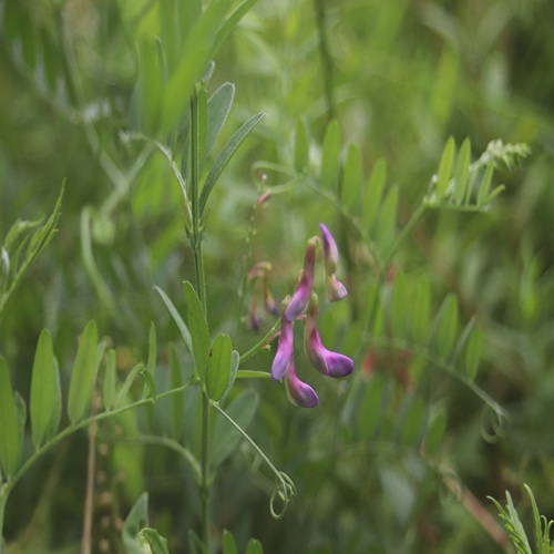 ツルフジバカマの花