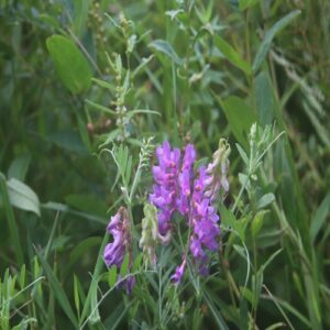 ツルフジバカマの花