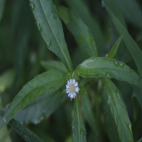 タカサブロウの花