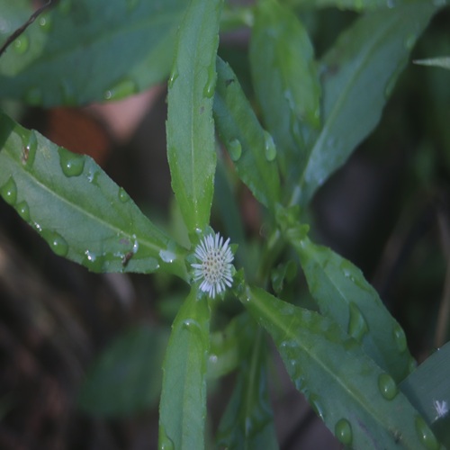 タカサブロウの花