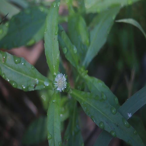 タカサブロウの花