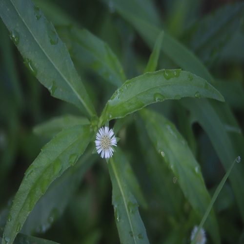 タカサブロウの花