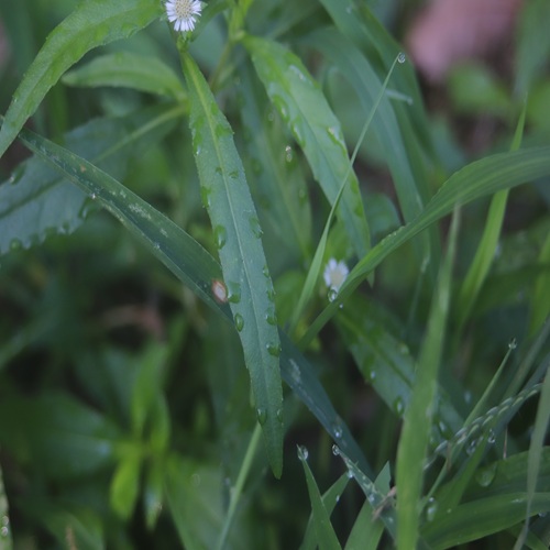 タカサブロウの葉