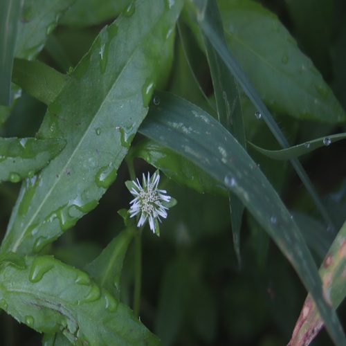 タカサブロウの花