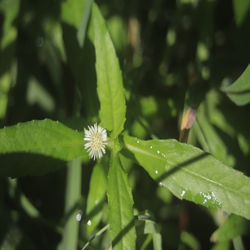 タカサブロウの花