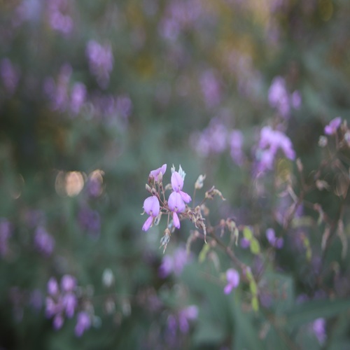 アレチヌスビトハギの花