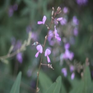 アレチヌスビトハギの花