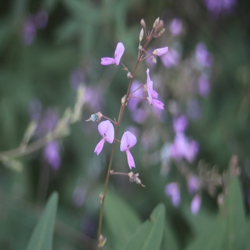 アレチヌスビトハギの花
