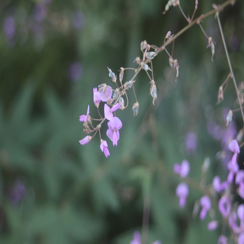 アレチヌスビトハギの花