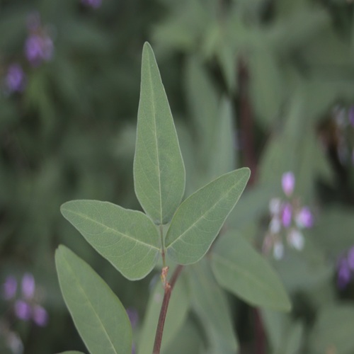 アレチヌスビトハギの葉