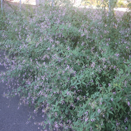 アレチヌスビトハギの群落