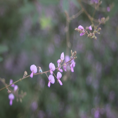 アレチヌスビトハギの花