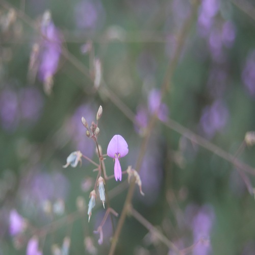 アレチヌスビトハギの花