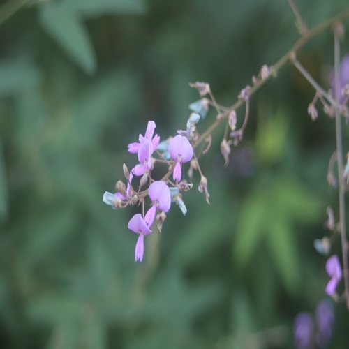 アレチヌスビトハギの花