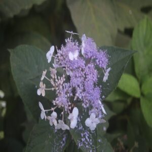 タマアジサイの花