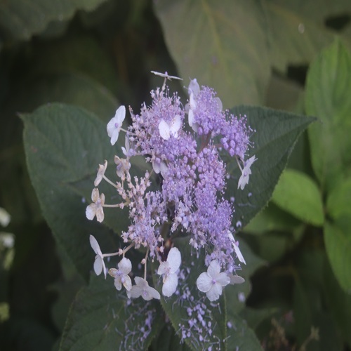 タマアジサイの花