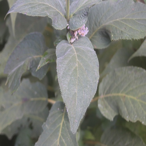 タマアジサイの葉