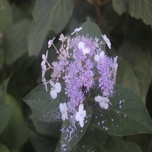 タマアジサイの花