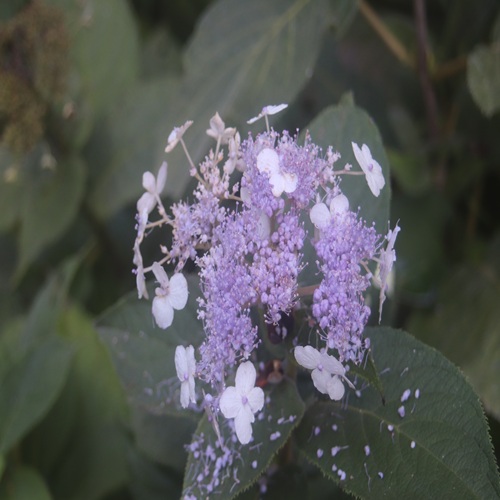 タマアジサイの花