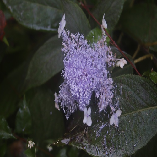 タマアジサイの花