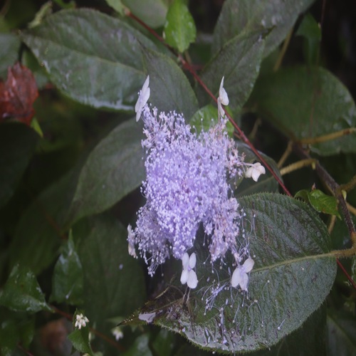 タマアジサイの花