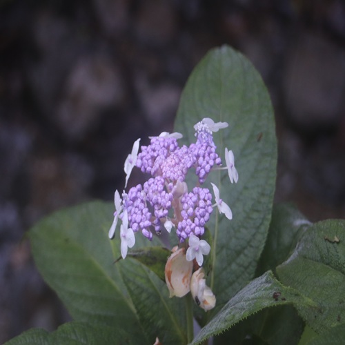 タマアジサイの花