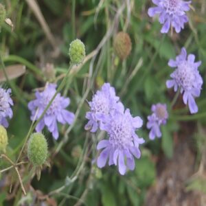 ソナレマツムシソウの花