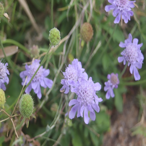 ソナレマツムシソウの花