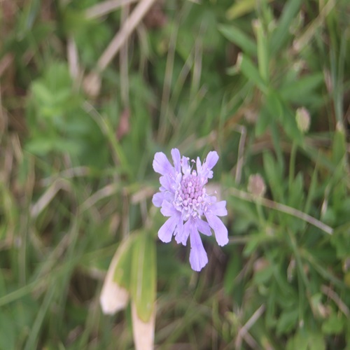 ソナレマツムシソウの花