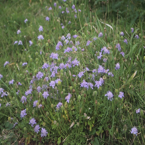 ソナレマツムシソウの花の群落