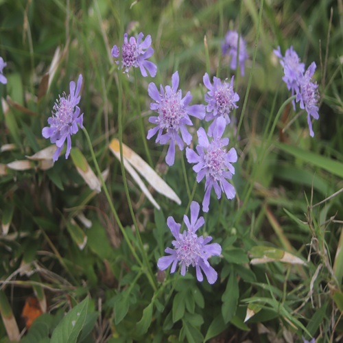 ソナレマツムシソウの花